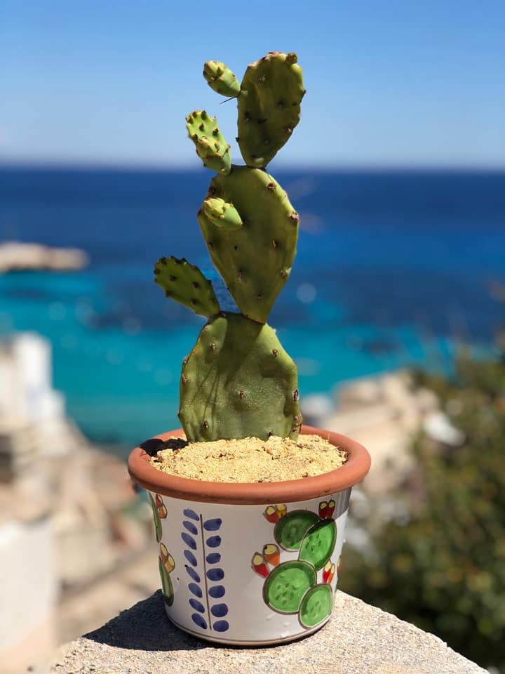 Round prickly pear plant holder